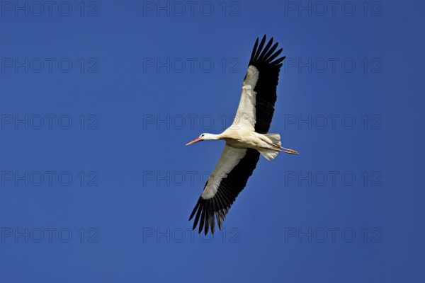 White stork (Ciconia ciconia), in flight, Canton Aargau, Switzerland