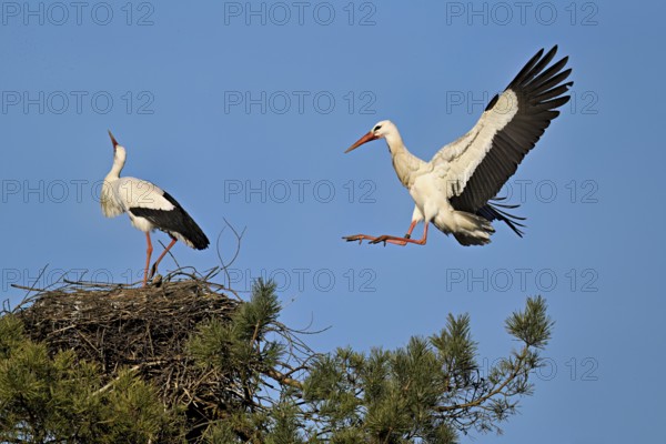 White stork (Ciconia ciconia), approaching an eyrie, Canton Aargau, Switzerland
