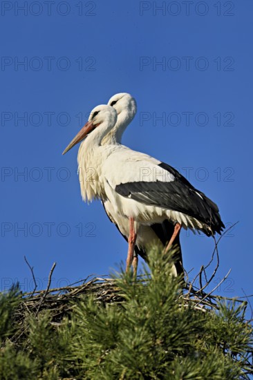 White storks (Ciconia ciconia), pair standing on eyrie, Switzerland