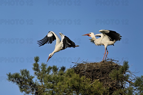 White stork (Ciconia ciconia), taking off from the eyrie, Canton Aargau, Switzerland