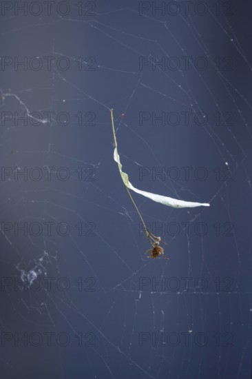 Lime leaf with seeds in a spider's web, July, Germany