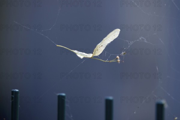 Lime leaf with seeds in a spider's web, July, Germany