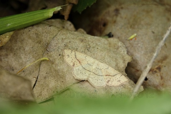 Maiden's Blush, Germany