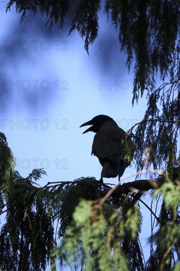 Hooded Crow in summer heat, Germany
