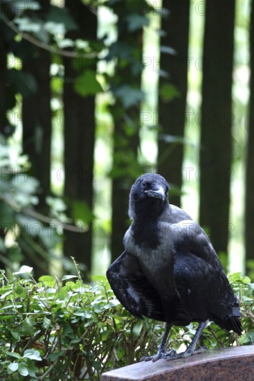 Hooded Crow, young bird, summer heat, July, Germany