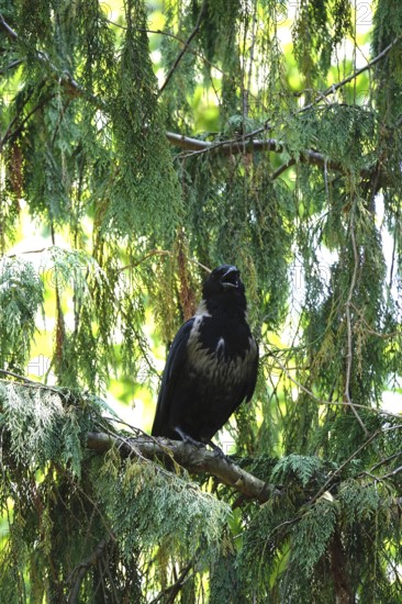 Hooded Crow, summer heat, July, Germany