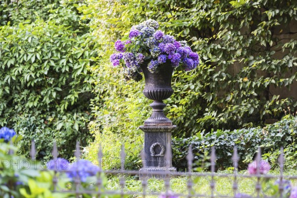 Hydrangea in a garden in Stuttgart, Baden-Württemberg, Germany