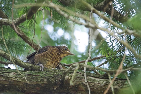 Young blackbird, June, Germany