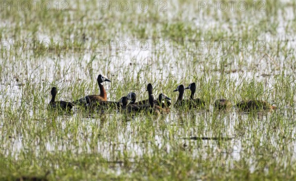 Widow-whistling goose (Dendrocygna viduata), group in the water, Okavango Delta, Moremi Game Reserve, Botswana