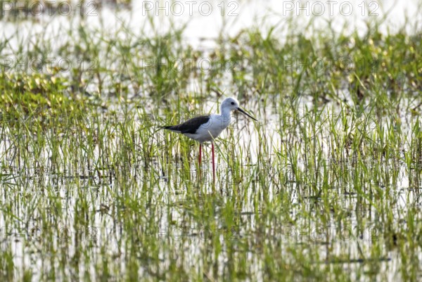 Black-winged Black-winged Stilt (Himantopus himantopus), in the water, Okavango Delta, Moremi Game Reserve, Botswana