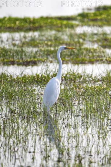 Great White Egret (Ardea alba), bird in the water, Okavango Delta, Moremi Game Reserve, Botswana