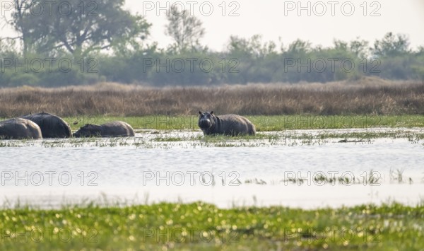 Hippos (Hippopatamus amphibius), group in the water, Okavango Delta, Moremi Game Reserve, Botswana