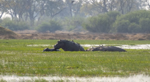 Hippos (Hippopatamus amphibius), in the water, Okavango Delta, Moremi Game Reserve, Botswana