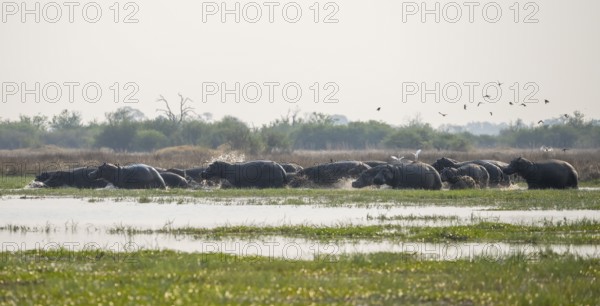 Hippos (Hippopatamus amphibius), group in the water, startled, running out of the water, Okavango Delta, Moremi Game Reserve, Botswana