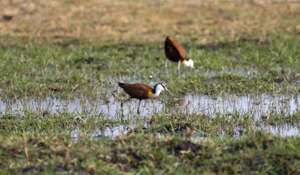 Blue-fronted Jacamar Sandgrouse (Actophilornis africanus) foraging in the water, Okavango Delta, Moremi Game Reserve, Botswana