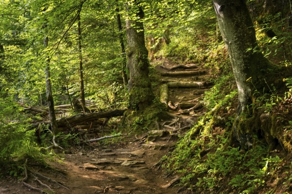 Hiking trail in the forest. Wutach Gorge, Upper Black Forest, Baden-Württemberg, Germany