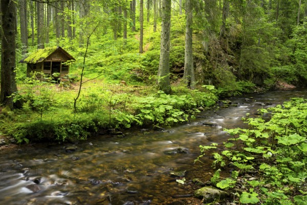 The Rötenbachschluchthütte in the forest, with moss on the roof. In front of it the Rötenbach with long exposure. Rötenbach gorge, Upper Black Forest, Baden-Württemberg, Germany