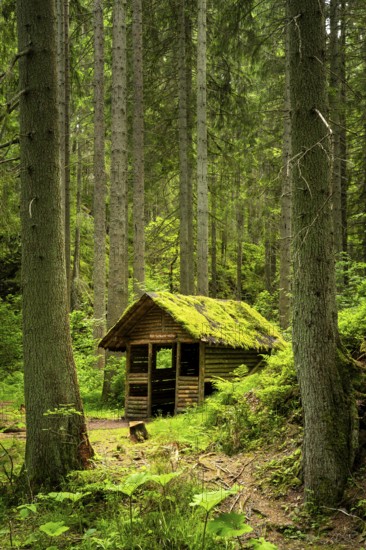 The Rötenbachschluchthütte in the forest, with moss on the roof, Rötenbachschlucht, Upper Black Forest, Baden-Württemberg, Germany