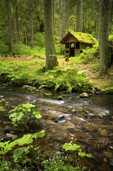 The Rötenbachschluchthütte in the forest, with moss on the roof. In front of it the Rötenbach with long exposure. Rötenbach gorge, Upper Black Forest, Baden-Württemberg, Germany