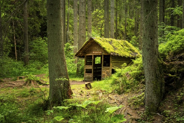 The Rötenbachschluchthütte in the forest, with moss on the roof, Rötenbachschlucht, Upper Black Forest, Baden-Württemberg, Germany
