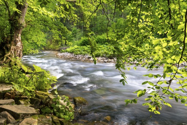The river Wutach in the forest. Long exposure. Wutach Gorge, Upper Black Forest, Baden-Württemberg, Germany