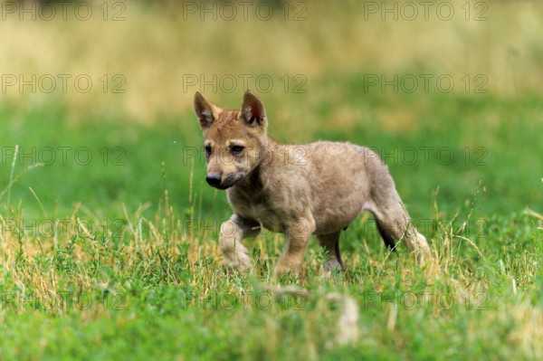 A young wolf pup explores the green grassland, Timberwolf, wolf, American wolf, (Canis lupus lycaon), pup, Germany
