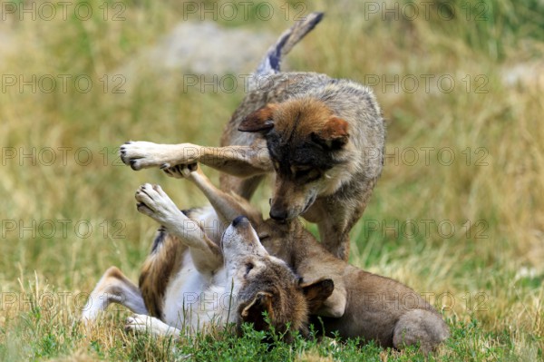 Playful interaction between adult wolves and a pup in the meadow, Timberwolf, wolf, American wolf, (Canis lupus lycaon), pup, Germany