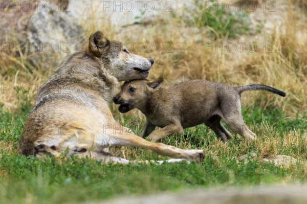 Wolf pup playing with an adult wolf in a meadow in a natural environment, Timberwolf, wolf, American wolf, (Canis lupus lycaon), pup, Germany