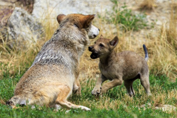 Wolf pup showing playful behaviour towards an adult wolf in the wild, Timberwolf, wolf, American wolf, (Canis lupus lycaon), pup, Germany