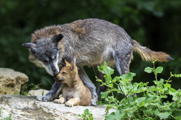 Experienced wolf tenderly caring for his pup on a rock, Timberwolf, wolf, American wolf, (Canis lupus lycaon), pup, Germany