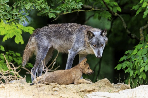 Old wolf guarding sitting puppies in front of a wooded background, Timberwolf, wolf, American wolf, (Canis lupus lycaon), puppy, Germany