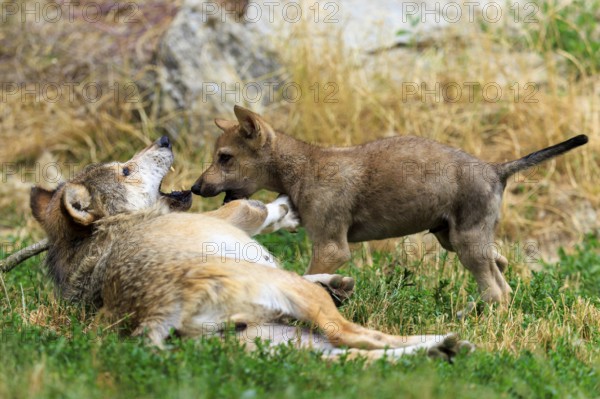 Wolf pup playfully interacting with a lying adult wolf, Timberwolf, wolf, American wolf, (Canis lupus lycaon), pup, Germany