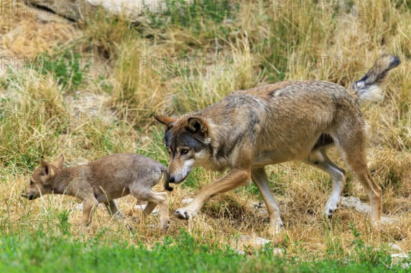 A large wolf follows a small puppy attentively across the meadow, Timberwolf, wolf, American wolf, (Canis lupus lycaon), puppy, Germany