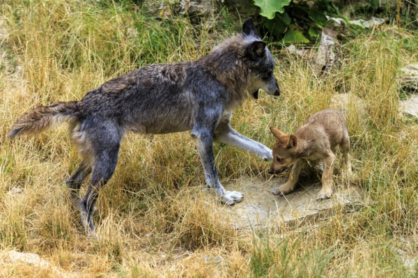 An adult wolf playing with a small puppy in the meadow, Timberwolf, wolf, American wolf, (Canis lupus lycaon), puppy, Germany