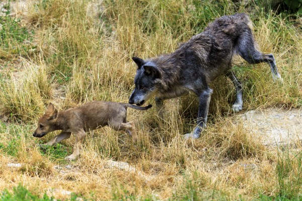 An older wolf playfully chases a puppy across the meadow, Timberwolf, wolf, American wolf, (Canis lupus lycaon), puppy, Germany