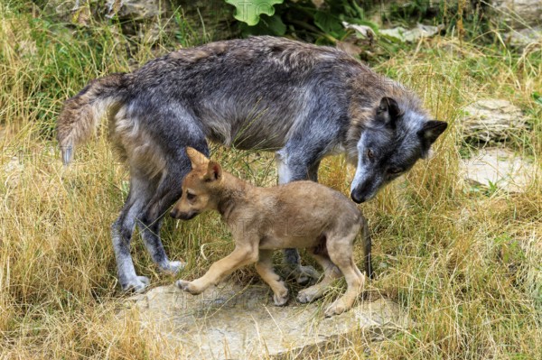 The wolf inspects the little puppy in the green meadow, Timberwolf, wolf, American wolf, (Canis lupus lycaon), puppy, Germany