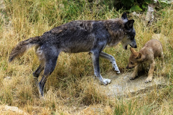 Adult wolf interacting affectionately with a puppy in a meadow, Timberwolf, wolf, American wolf, (Canis lupus lycaon), puppy, Germany