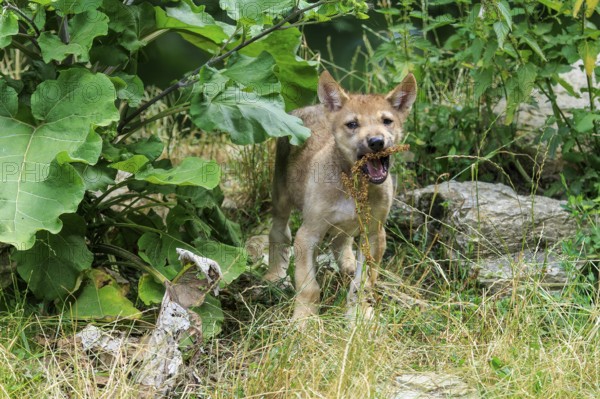 A wolf pup playing curiously near large leaves in the undergrowth, Timberwolf, wolf, American wolf, (Canis lupus lycaon), pup, Germany