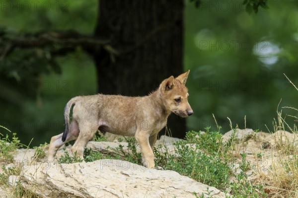 A young wolf stands attentively on a rock in the forest, Timberwolf, wolf, American wolf, (Canis lupus lycaon), pup, Germany