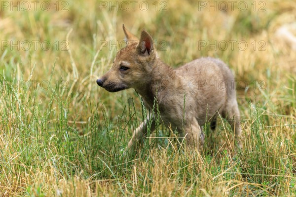 A wolf pup walks curiously through the tall grass, Timberwolf, wolf, American wolf, (Canis lupus lycaon), pup, Germany