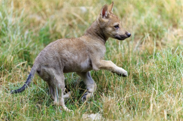 A playing wolf pup in the tall grass, Timberwolf, wolf, American wolf, (Canis lupus lycaon), pup, Germany
