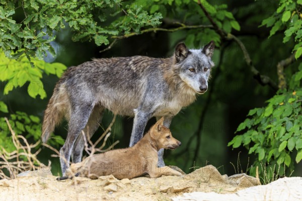 Old wolf and pup standing quietly in front of dense vegetation, Timberwolf, wolf, American wolf, (Canis lupus lycaon), pup, Germany