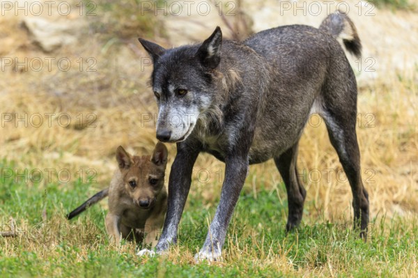 Older wolf walks with a young pup through a grassy environment, Timberwolf, wolf, American wolf, (Canis lupus lycaon), pup, Germany