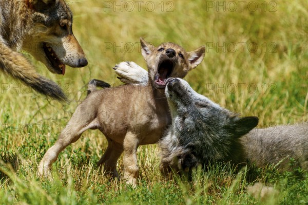 A wolf pup plays happily with a lying wolf mate in the tall grass, Timberwolf, wolf, American wolf, (Canis lupus lycaon), pup, Germany