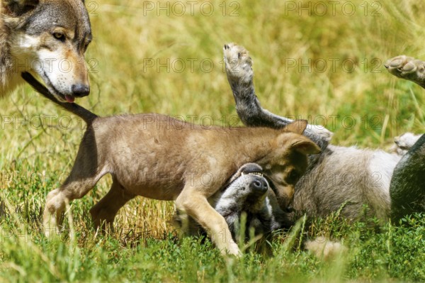A wolf pup interacts curiously with another wolf lying on the meadow, Timberwolf, wolf, American wolf, (Canis lupus lycaon), pup, Germany