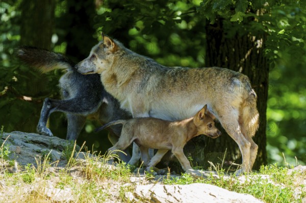 A wolf pup moves through the forest with two adult wolves, Timberwolf, wolf, American wolf, (Canis lupus lycaon), pup, Germany