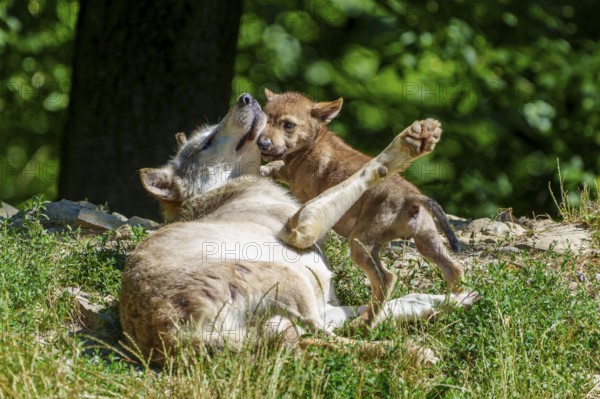 A wolf pup playing with an adult wolf in the green grass, Timberwolf, wolf, American wolf, (Canis lupus lycaon), pup, Germany