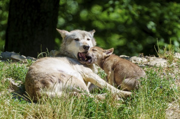 A puppy cuddles up to a resting wolf in nature, Timberwolf, wolf, American wolf, (Canis lupus lycaon), puppy, Germany