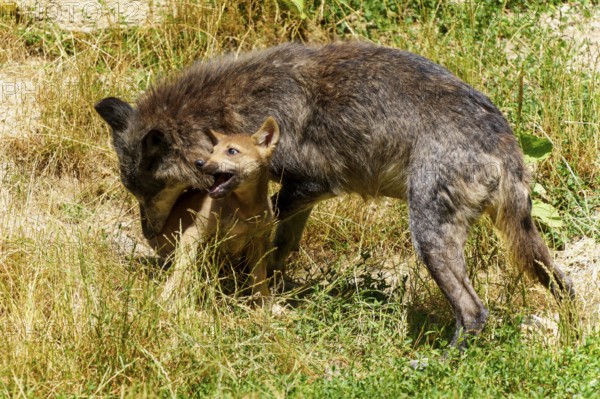 Wolves playing with a pup in a summer landscape with grass and dry places, Timberwolf, wolf, American wolf, (Canis lupus lycaon), pup, Germany