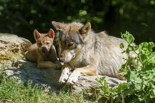 A wolf and a pup resting together on a rock, in the middle of a summer environment, Timberwolf, wolf, American wolf, (Canis lupus lycaon), pup, Germany